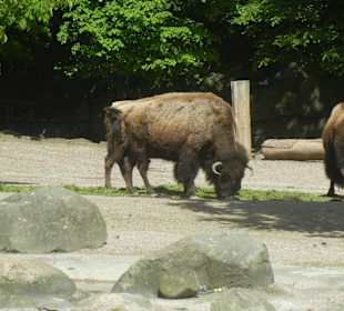 Tierpark Hagenbeck
