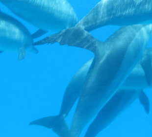 Schnorchelausflug im Meer