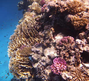Farbenprächtige Korallen