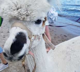 Strand Fehmarn