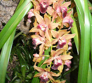 In Pregetter's Orchideengarten