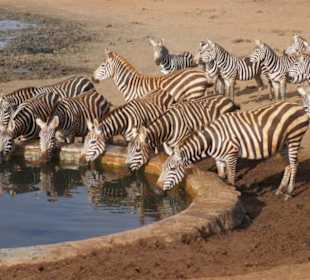 Safari Tsavo Ost 2018