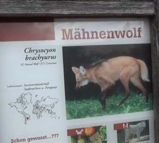Südamerikabereich - Mähnenwolf