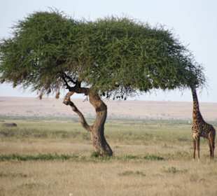 Amboseli Nationalpark