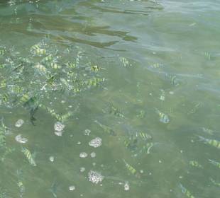 Glasbootfahrt