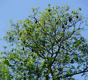 Flughunde