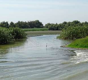 Mit dem Ausflugsboot ins Donaudelta