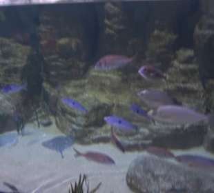 National Aquarium Malta