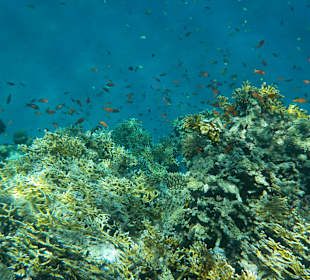 Schnorcheln Marsa Alam