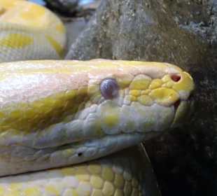 Im Terrarium des "Haus der Natur"