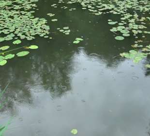 Forellenbächle Glacis Park