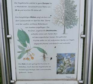 Vogelkirsche