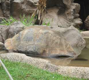 Riesenschildkröte