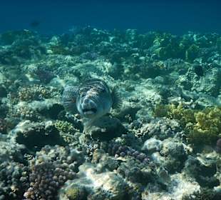 Großer Igelfisch am Hausriff