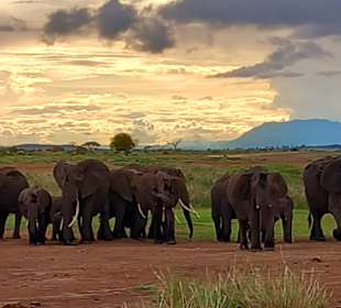 Große Herde im Sonnenuntergang