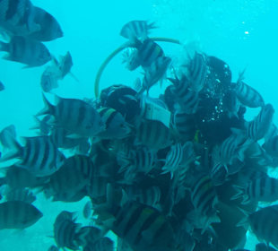 Untrwasserboot/Taucher 