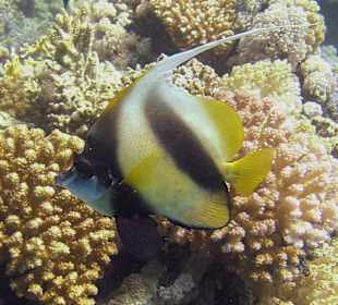 Podwodne życie w Abu Dabab