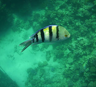 Schnorcheln Marsa Alam