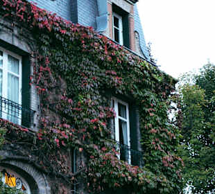 Bluszcz