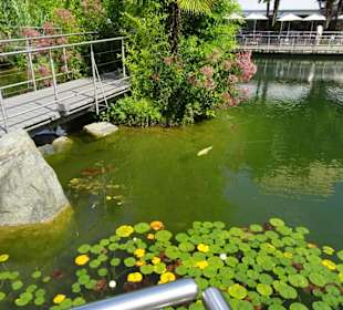 Der Seerosenteich von Schloss Trauttmansdorff