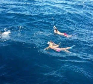 Schnorcheln mit Delfinen