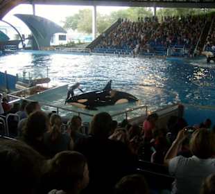 Shamu