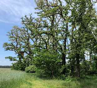 Wandern Bad Saarow