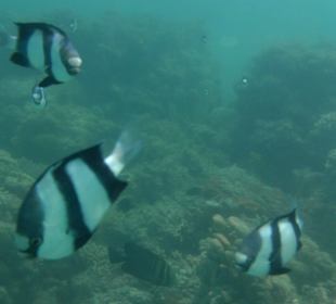 Schnorcheln Abu Soma