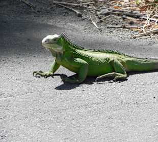 Leguan