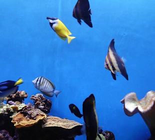 Unterwasserwelt