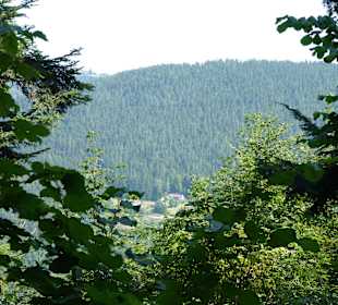 Schwarzwaldblick