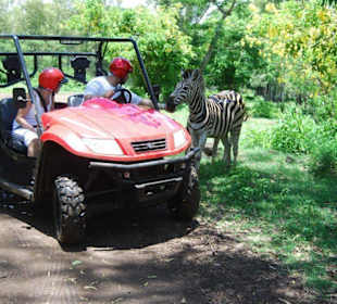 Casela Nature & Leisure Park - Buggy Tour