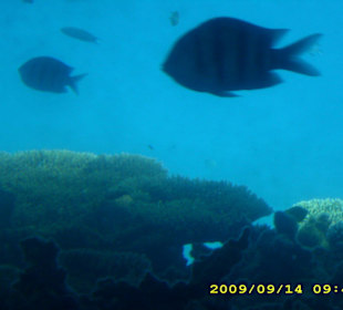 Unterwasserwelt mit dem Glasboot