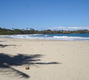Tropical Beach Safari