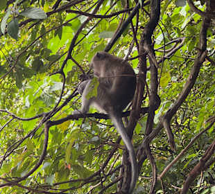 Batu Caves