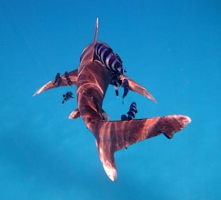 Weißspitzen-Hochseehai