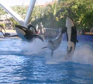 Spielfreudige Orcas