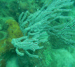 Самая красивая фотография, сделанная в Сиамском.