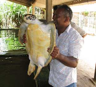 Schildkrötenfarm: Susil mit Albino