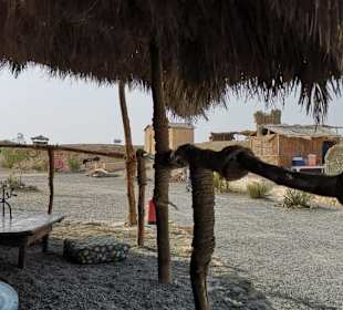 BBQ Dinner - Nighttour powerd by  E-Motion