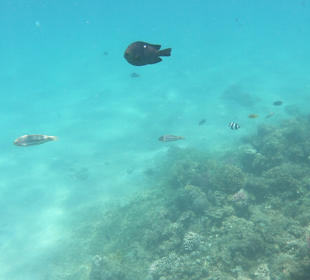 Tauchbasis Tauchen unter Freunden