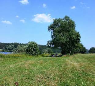 Schattenführende Bäume