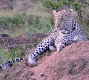 Leo in Mara North