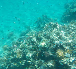 Schnorcheln Makadi Bay