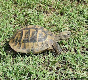 Griechische Landschildkröte