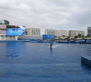 Aquarium / Oceanongrafic