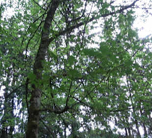 Waldlehrpfad in Tieringen