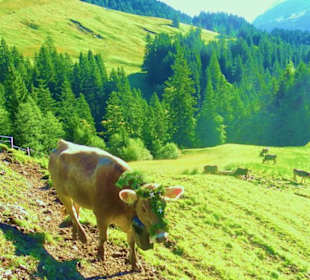 Alpabtrieb / Mellau / Vorarlberg Österreich 