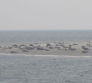 Seehundbank Tegeler Plate