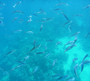 Fischvielfalt am Außenriff beim Hotel
